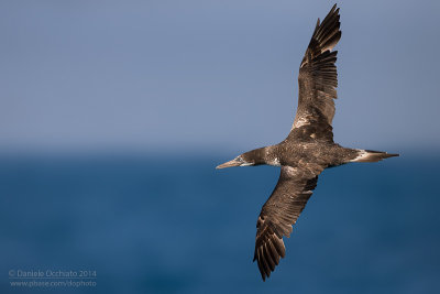 Northern Gannet (Morus bassanus)