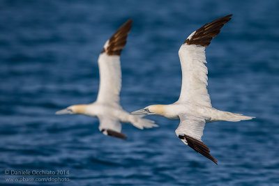 Northern Gannet (Morus bassanus)