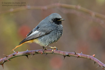 Black Redstart (Phoenicurus ochruros gibraltariensis)