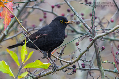 Eurasian Blackbird (Turdus merula)