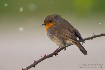 European Robin (Erithacus rubecula)