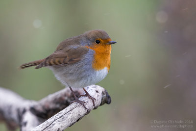 European Robin (Erithacus rubecula)