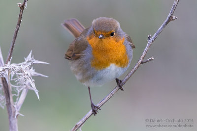 European Robin (Erithacus rubecula)