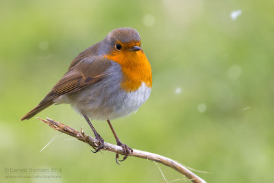 European Robin (Erithacus rubecula)