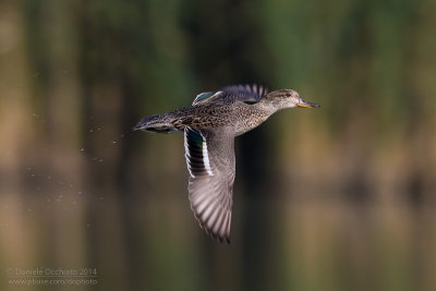 Eurasian Teal (Anas crecca)