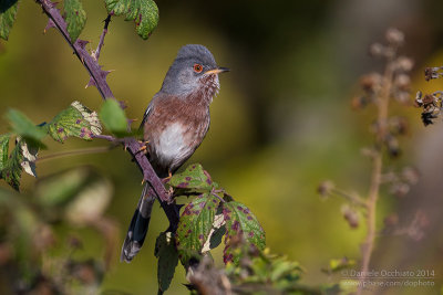 Dartford Warbler (Sylvia undata)