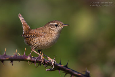 Wren (Troglodytes troglodytes)