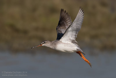 Spotted Redshank (Tringa erythropus)