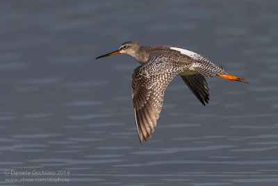 Spotted Redshank (Tringa erythropus)