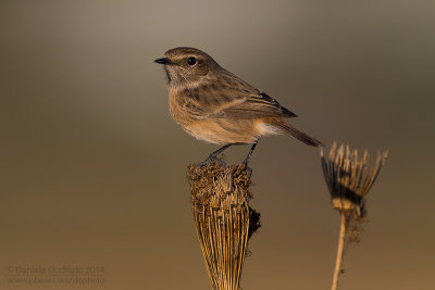 European Stonechat (Saxicola rubicola)