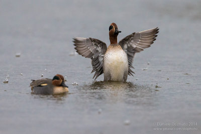 Eurasian Teal (Anas crecca)