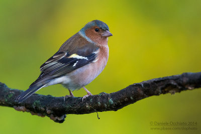 Chaffinch (Fringilla coelebs)