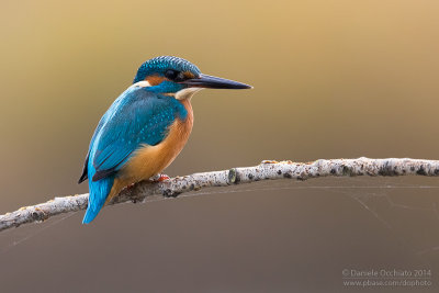 Common Kingfisher (Alcedo atthis)