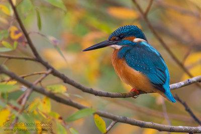 Common Kingfisher (Alcedo atthis)