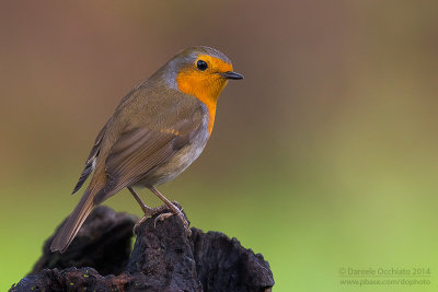 European Robin (Erithacus rubecula)