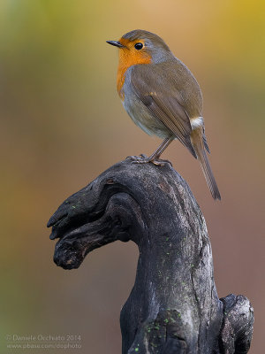 European Robin (Erithacus rubecula)