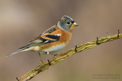 Brambling (Fringilla montifringilla)