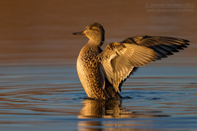 Eurasian Teal (Anas crecca)