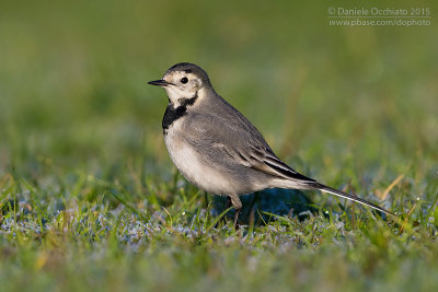 White Wagtail (Motacilla alba)