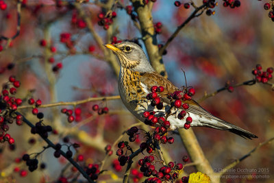 Fieldfare (Turdus pilaris)