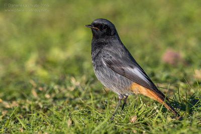 Black Redstart (Phoenicurus ochruros gibraltariensis)