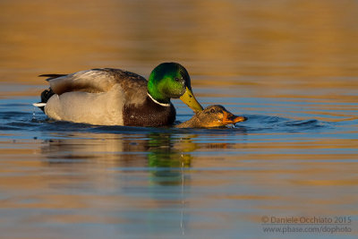 Mallard (Anas platyrhynchos)