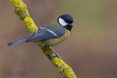 Great Tit (Parus major)