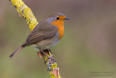 European Robin (Erithacus rubecula)