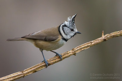 Crested Tit (Lophophanes cristatus)