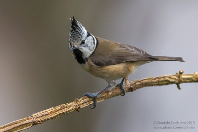 Crested Tit (Lophophanes cristatus)