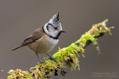 Crested Tit (Lophophanes cristatus)