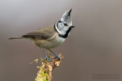 Crested Tit (Lophophanes cristatus)