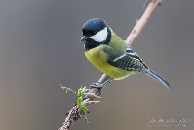 Great Tit (Parus major)