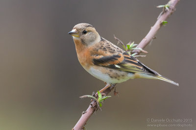 Brambling (Fringilla montifringilla)