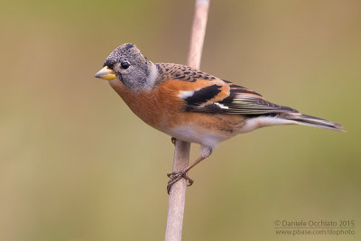 Brambling (Fringilla montifringilla)