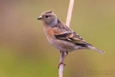 Brambling (Fringilla montifringilla)