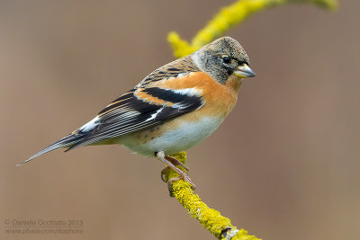 Brambling (Fringilla montifringilla)