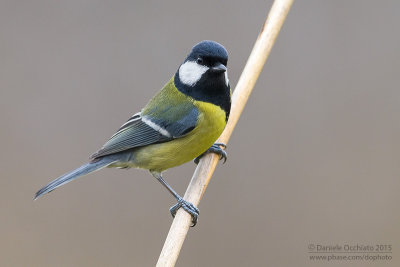 Great Tit (Parus major)