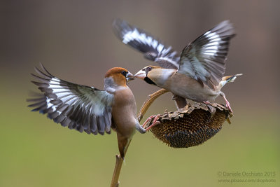 Hawfinch (Coccothraustes coccothraustes)