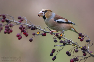 Hawfinch (Coccothraustes coccothraustes)