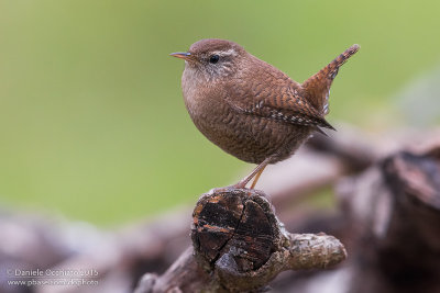 Wren (Troglodytes troglodytes)