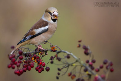 Hawfinch (Coccothraustes coccothraustes)