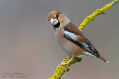 Hawfinch (Coccothraustes coccothraustes)