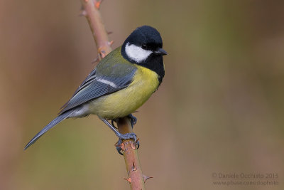 Great Tit (Parus major)