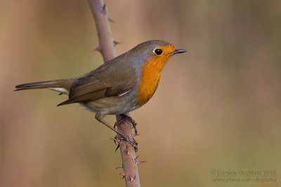 European Robin (Erithacus rubecula)