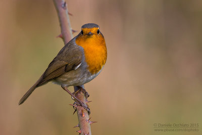 European Robin (Erithacus rubecula)