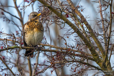 Fieldfare (Turdus pilaris)