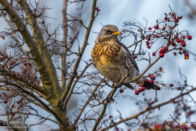 Fieldfare (Turdus pilaris)