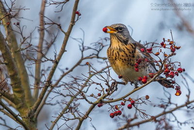 Fieldfare (Turdus pilaris)