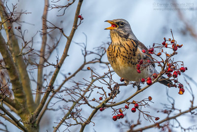 Fieldfare (Turdus pilaris)